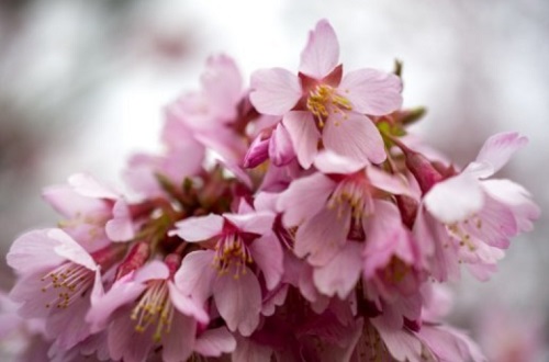 Cherry Blossom Time at Brooklyn Botanic Garden